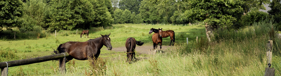 Reiten im Holsteiner Auenland