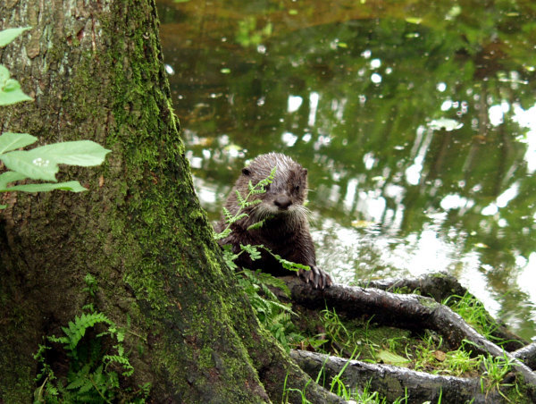 Otter