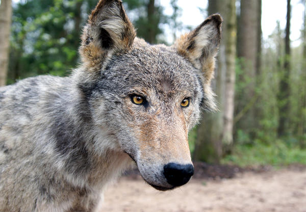 Eekholter Wolfsmeile, Wolf