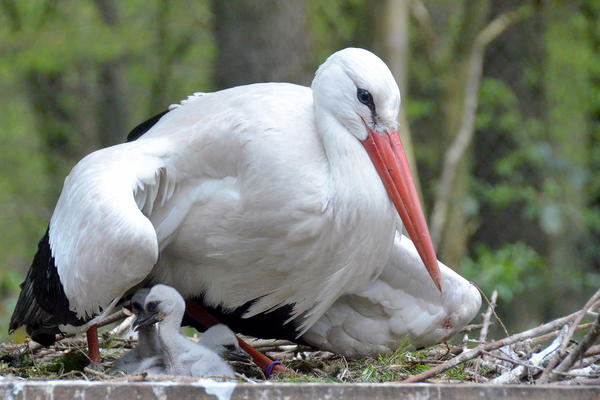 eekholt_storch_2015