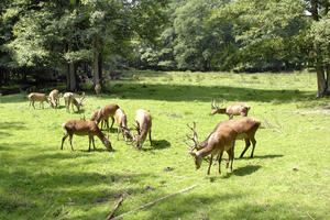 Wildpark Eekholt Hirsch-Brunft
