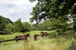 Reiten